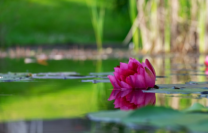 water-lily-3357135_1920.jpg